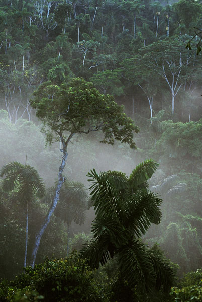 Ecuadorian Jungle